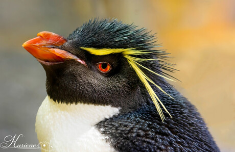 Rockhopper Penguin 06 2020-2