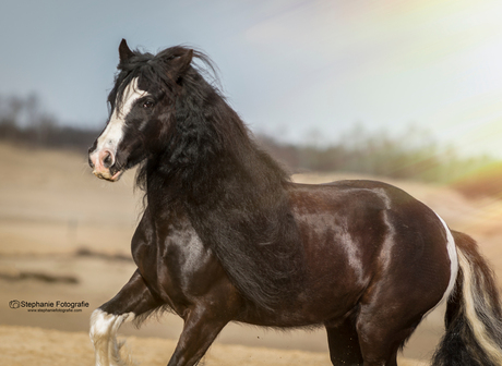 Galop in vrijheid