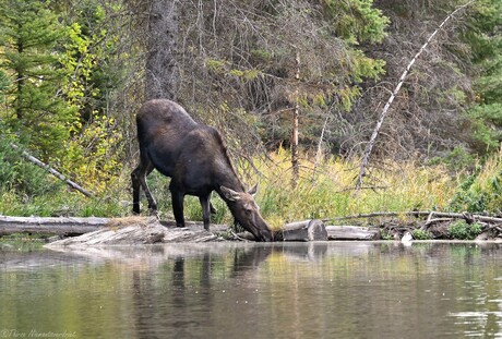 Moose Ponds