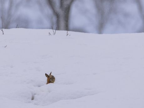 Kijken naar de witte wereld