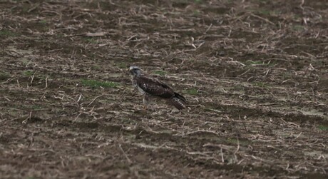 Buizerd