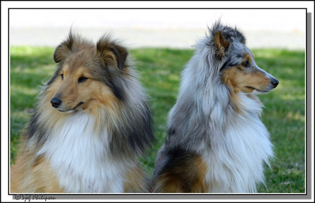 twee shelties samen