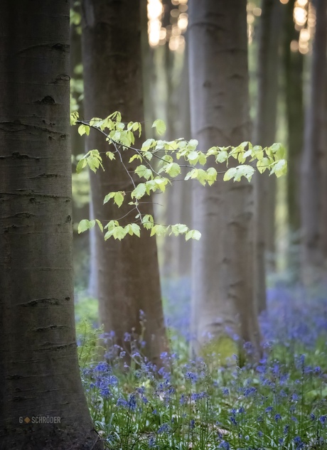 Hallerbos