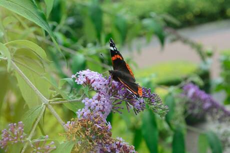Vlinder in mijn tuin