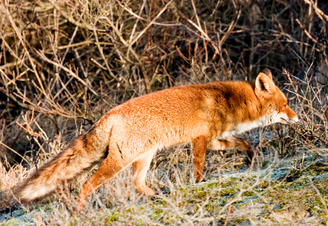 Vos in de duinen