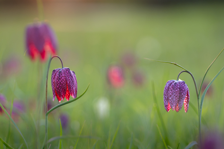 Kievitsbloemen.