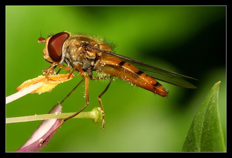 Eating and resting