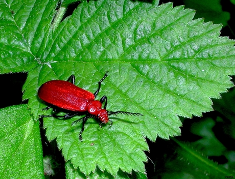 Rood kevertje