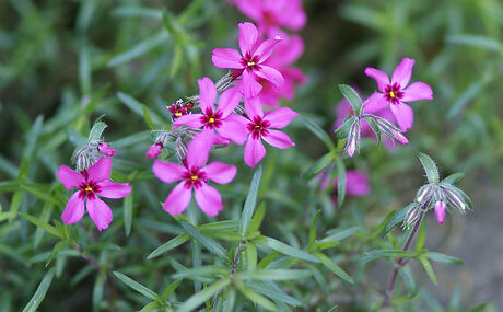 phlox subulata