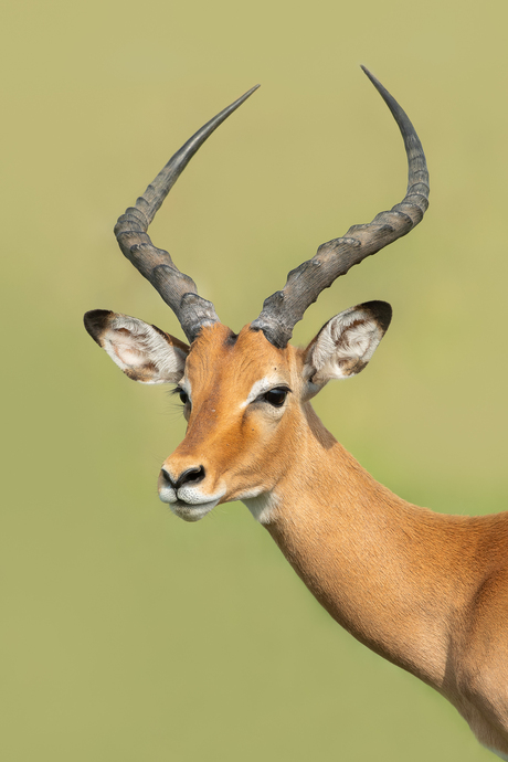 Impala Portret