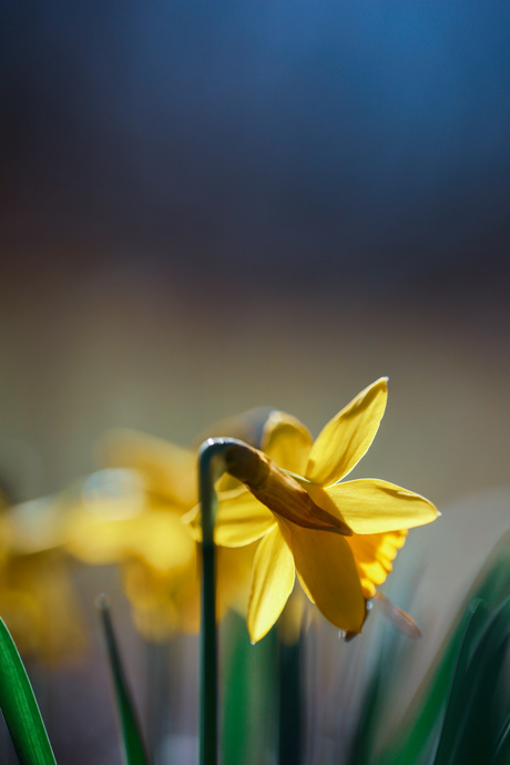 Narcis close-up
