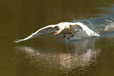 Walking on water
