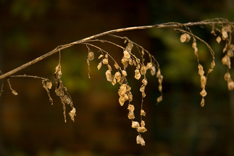 Sense of Autumn