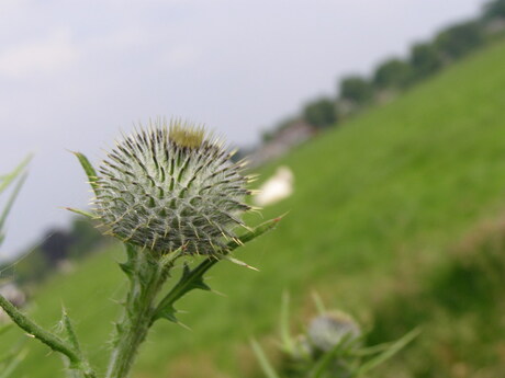 Een nog dichte speerdistel.