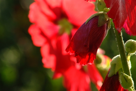 flowers in the garden..