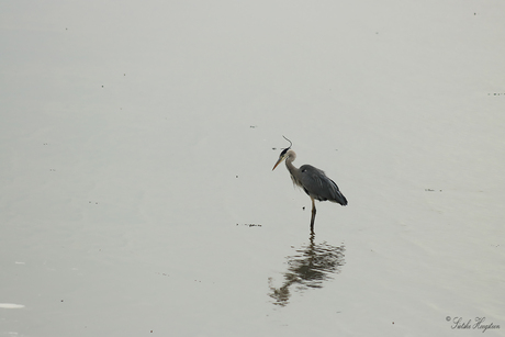 Blauwe Reiger op het Wad