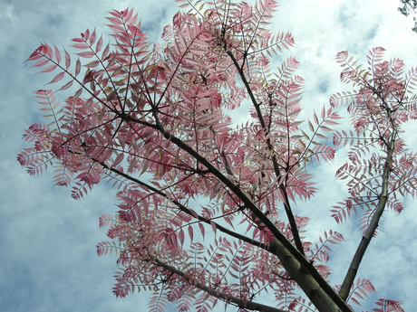 Roze hemel in de lente, Nijmegen 2026
