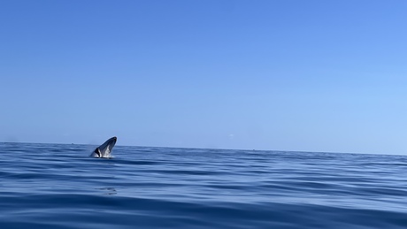 Hervey Bay - Australië