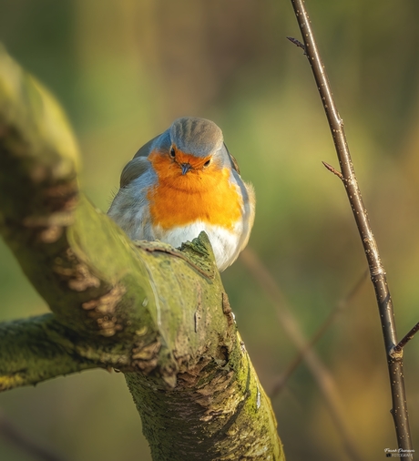 Oog in oog met het Roodborstje.