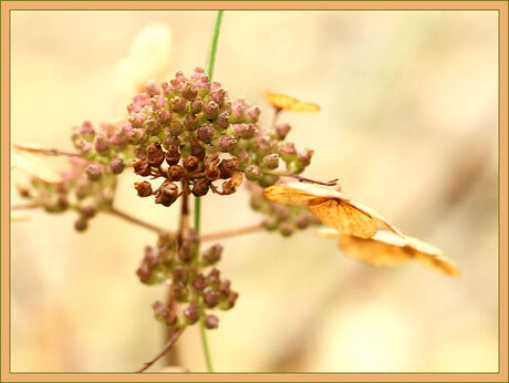 Hortensia