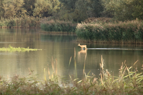 overstekend wild
