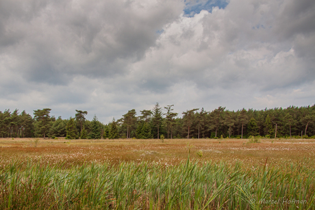 Dwingelderveld