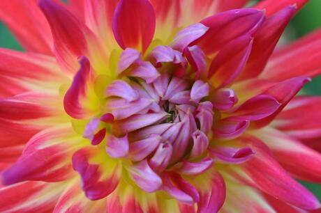 Dahlia in vuur en vlam