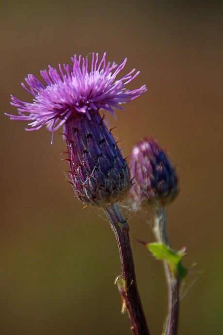 Distel