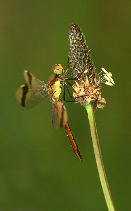 Bandheidelibel