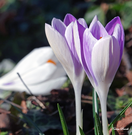"Laat de lente maar beginnen....