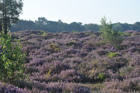 Heide bij Hilversum