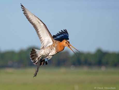 Paniek in de polder