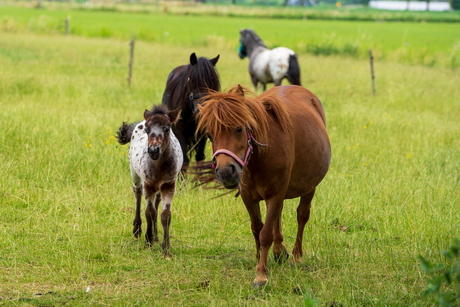 Paarden in de wei