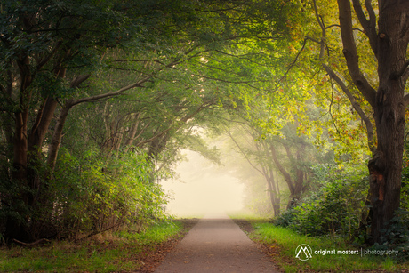 Pathway to Serenity...