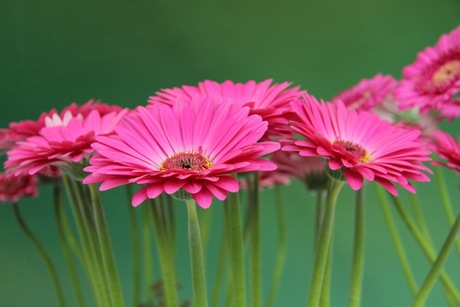 Gerbera's