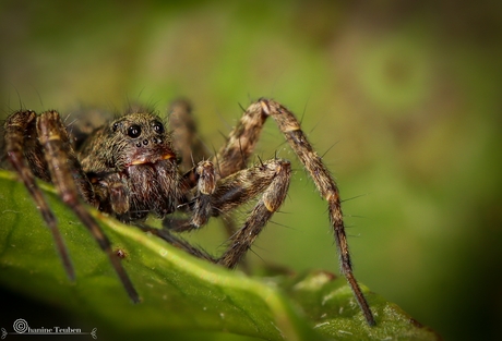 De Pardosa spin.