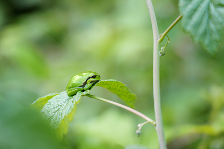 Groen in groen