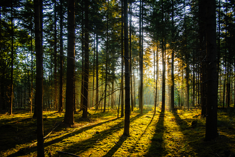 Ochtend zon door de bomen