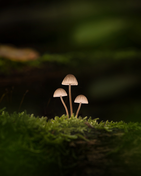 3 paddenstoelen in het donker