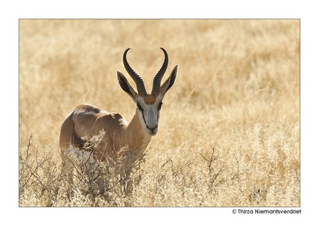 Namibian Springbok