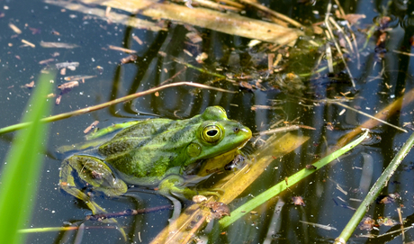 Kikker in zijn natuurlijke omgeving