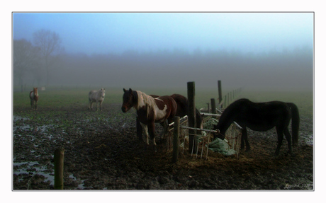 Horses In The Mist