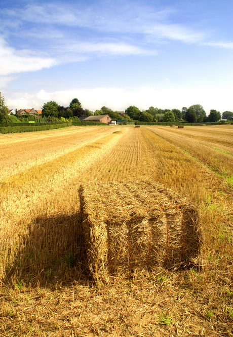 Goudgeel landscap