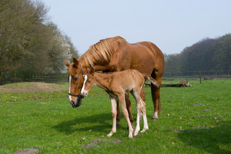 Moeder en zoon