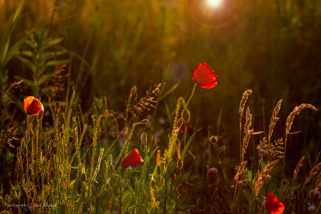 Poppy sunset