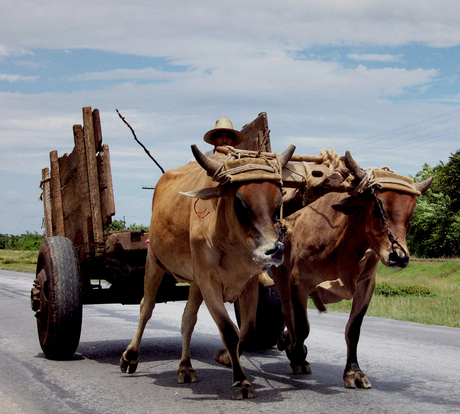 Jong geleerd, Nooit afgedaan