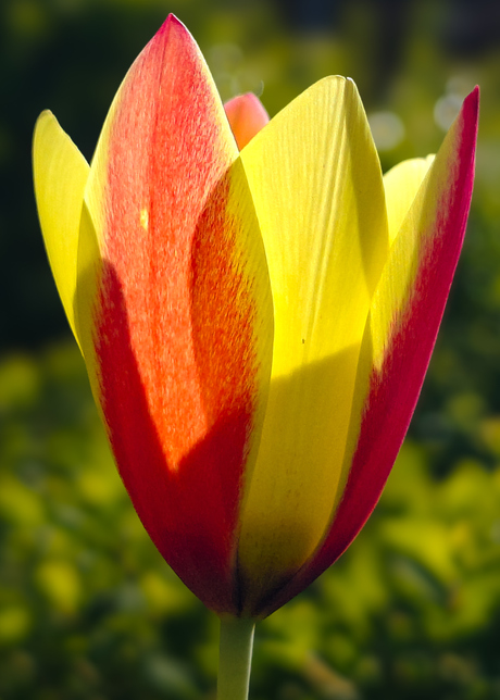 Tulip 
