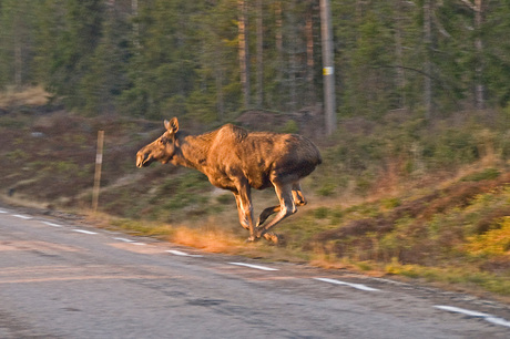 Jumping Moose