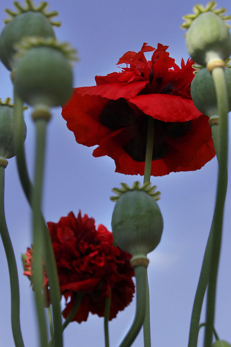 papaver