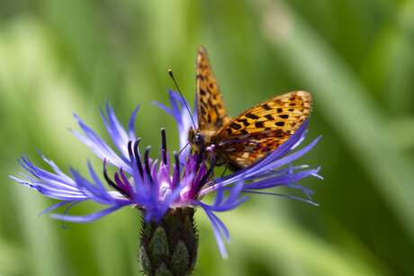 Vlinder op bloem